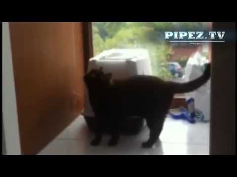 PIPEZ.TV - The World Of Funny Animals - Why do cats hide things?