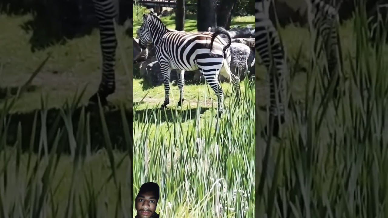 #zebra #animals #nature #wildlife #cute #shortvideo #horse #duetz #comedyfilms #animaltv