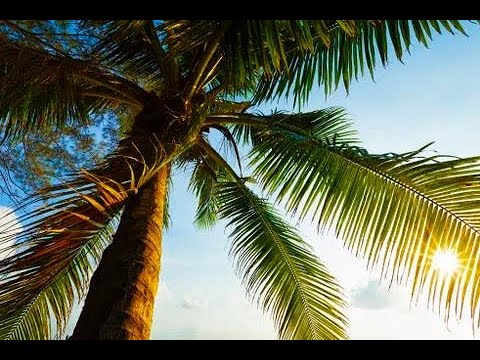 Palm Trees Stock video Drone footage