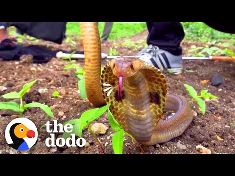 Cobra Stuck In Well Gets Help Out — And An Invitation To Go Back Home | The Dodo