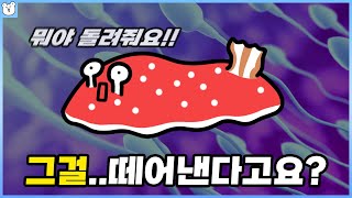 아니 그걸 왜 떼요ㄷㄷ;;｜차마 교과서에 실을 수 없는 특이한 번식들