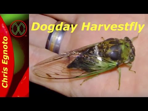 download lagu mp3 mp4 What Insect Makes A Loud Buzzing Noise, download lagu What Insect Makes A Loud Buzzing Noise gratis, unduh video klip What Insect Makes A Loud Buzzing Noise