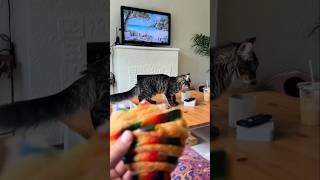 #cat #cute #catvideo #cutecat #funnyvideo