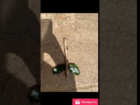 The Hungry Caterpillar Life Cycle using Loose Parts - Mrs Wolfe