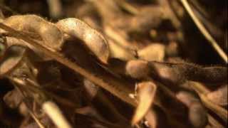How Stuff Works: Soybean by Discovery Channel --- 大塚製薬 | Otsuka Pharmaceutical