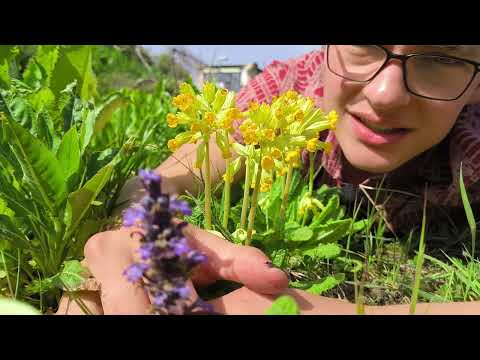 Blütenrundgang April 2024 I viel Gewusel !