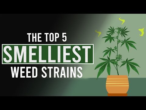 , title : 'The 5 SMELLIEST CANNABIS Strains in the World!'