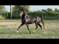 Entier - Lusitanien - 4 ans - Dressage - France