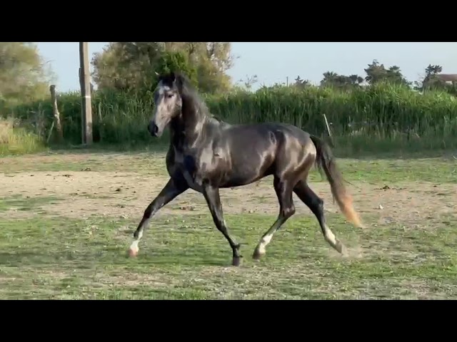 Entier - Lusitanien - 4 ans - Dressage - France