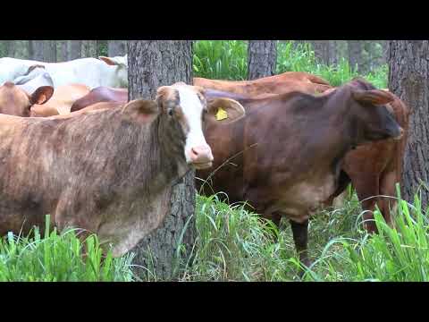 Producción libre de deforestación: beneficios para la productividad y las exportaciones