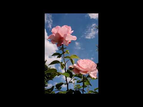 [free] skele x sewerperson type beat "end up bad" | prod. afterlife