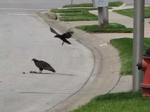 Turkey Vulture Won't Share With Crow