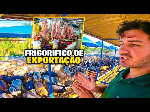 EXPORTANDO BOI PARA O EGITO , VEJA TUDO