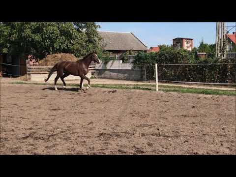 Quantensprung/Quando Quando x Danone, 4 yo