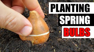 Planting A Flower Bulb Garden - Spring Bulbs