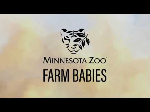 Farm Babies Keeper Talk: Goat Kids