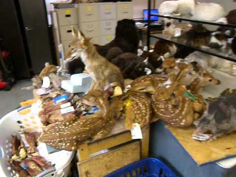 A Pile of Dead Bambi