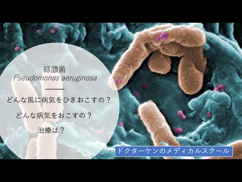 緑膿菌について詳しく解説