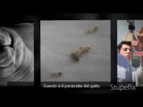 Chi è parassiti della persona Che fare se il cucciolo ebbe vermi