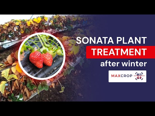 Truskawki po Szkocku -Sonata zabiegi pielęgnacyjne po zimowaniu