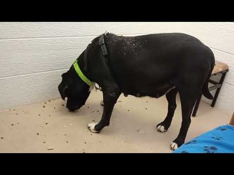 Nelly 5y A869565 beautiful, dreamy doggie@TRN, from kennel 207 harrys haven PACC shelter 2025072737