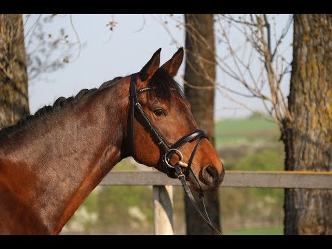 Farisma von Worrenberg, Holst, geb. 2013, Numero Uno x Calando I x Libero H