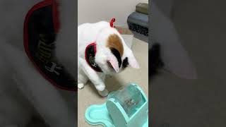 そりっ。　#おすすめ #三毛猫 #猫動画 #保護猫 #かわいい猫
