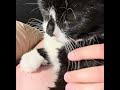 Tuxedo Cats