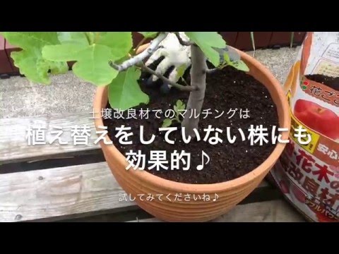 地中および鉢植えのキョウチクトウ用の土はどのような種類ですか?役に立つアドバイスとボーナスコメント！  庭園