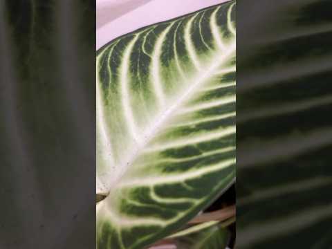 Best light for indoor plants?! #plantcare