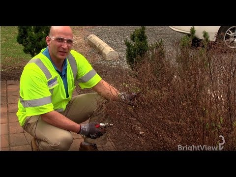 How do I prune a spirea bush? | Ask BrightView