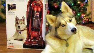 Shelby on the Bissell Vacuum Cleaner Box! Siberian Husky Lift off Multi-Cyclonic Pet Dog