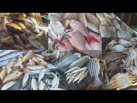 @Amazing Site Distribute Seafood &  Fish @Hambantota Srilanka- Morning   Fish Market Scene Show