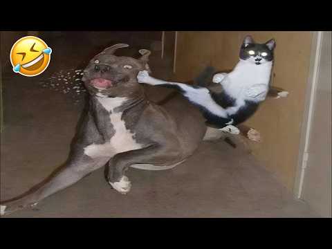 Funny Animal Videos 🤣 Best Cats & Dogs Moments of 2026 😹🐶 #7