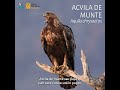 Acvila De Munte Minutul De Natură Orașul Vorbește La RRC