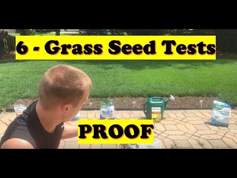 image-What is the best grass seed for heat?