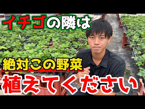 イチゴの隣に植えてはいけない野菜は何ですか