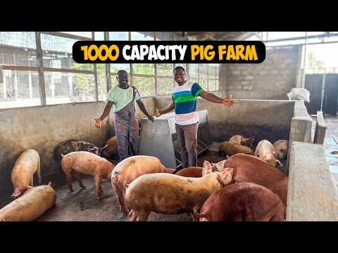 From 12 Pigs To Over 1000 Pigs - Inside Ghana’s Fastest Growing Pig Farm #pigfarming #pigbreeding