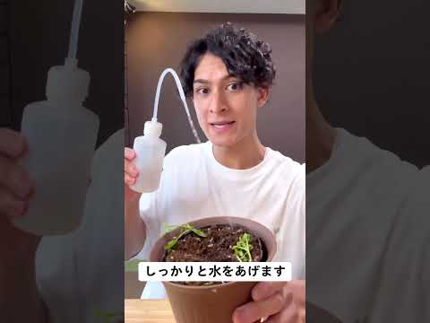 クレソンについて詳しく解説