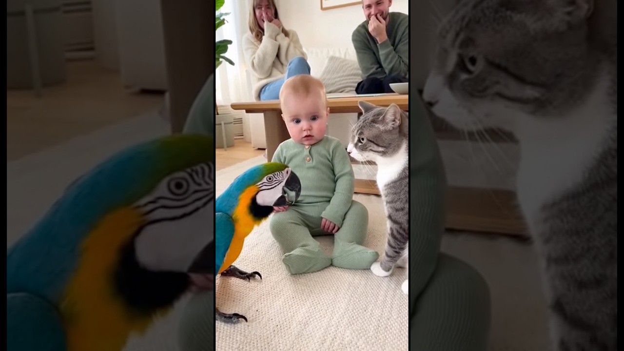 オウムの鳴き声が猫になって赤ちゃん固まってしまう👶🦜#parrot #baby #cute #funny #shorts #赤ちゃん #オウム