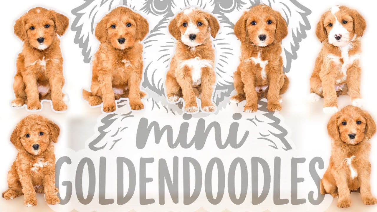 Mini Goldendoodles Are 7 Weeks Old | JoeyXKevin