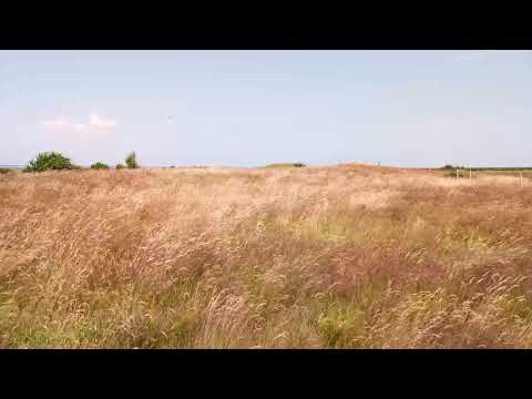 Gras im Wind Juli 2021