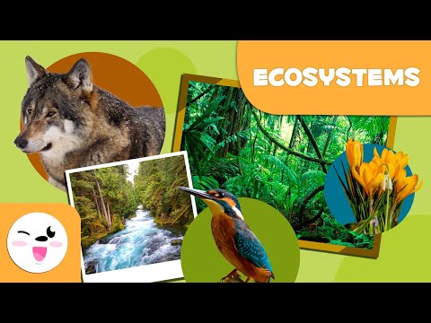 What are ecosystems? Types of Ecosystems