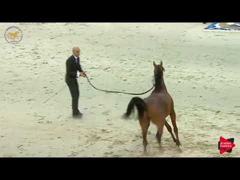 N.142 DOSAR ALSAYED - Dubai 2019 - Yearling Colts section B (Class 9B)