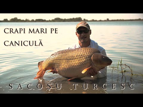 Crapi mari pe caniculă la Sacoșu Turcesc, județul Timiș.
