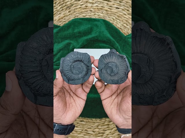 Garuda Vishnu  Shaligram Shila video