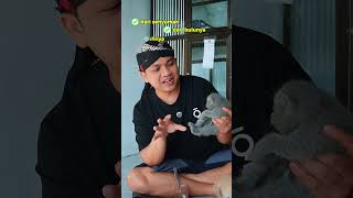 Download lagu Bingung perbedaan Kucing BSH dan Persia ? ini penjelasannya mp3