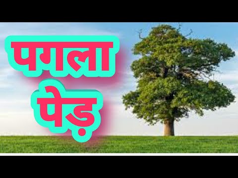 पगला पेड़ || Amazing facts || Interesting facts || in hindi | explore ha | Video