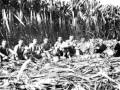 Robert Pete Williams - Cane Cut Man