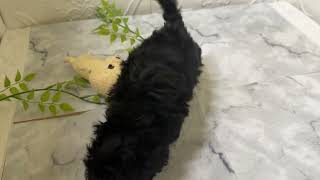 ハーフ犬の動画01